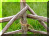 Fencing detail of hurdles P6200121.JPG (664095 bytes)