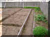 de Gannes garden early June P6050070.JPG (672162 bytes)