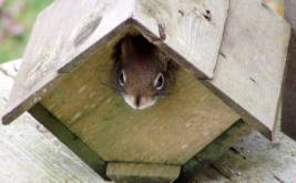 A frightened squirrel that has taken refuge in a bird house (As reported in "For the Birds," Helen O'Shea, January 2004)