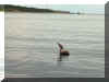 � Carlton Lunn: Louisbourg Harbour, early July 2003 - Brown Pelican